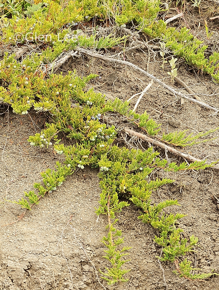 Juniperus horizontalis photos Saskatchewan Wildflowers